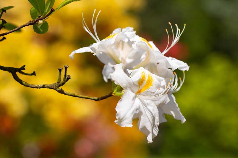 杜鵑花