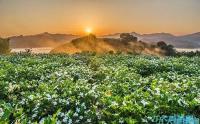 栀子(zǐ)花的(de)病蟲害防治