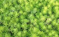 一(yī / yì ／yí)般屋頂綠化用什麽類型的(de)植物