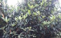湖南能夠栽植果樹大(dà)全