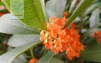 辟謠：花是(shì)血紅色的(de)桂花，血桂純屬扯淡