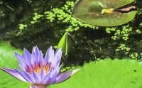 睡蓮價格多少錢一(yī / yì ／yí)棵園林水景綠化植物睡蓮價格