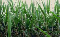 蘆葦多少錢一(yī / yì ／yí)棵園林水景植物蘆葦價格是(shì)多少
