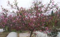 甘肅日本海棠基地(dì / de)種植規模怎麽樣