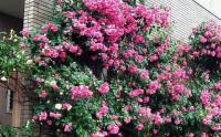 多花薔薇藤長1m什麽價格