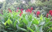 紅花美人(rén)蕉什麽價格
