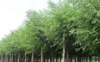 饅頭柳批發去哪裏最好