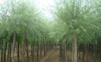 四川有種植饅頭柳的(de)基地(dì / de)嗎
