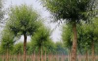 哪裏有饅頭柳小苗種植基地(dì / de)