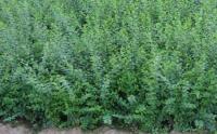 小葉女貞基地(dì / de)種植量都很大(dà)嗎