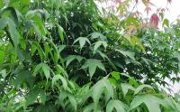 雞爪槭是(shì)楓樹的(de)一(yī / yì ／yí)種嗎