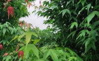雞爪槭和(hé / huò)紅楓哪個(gè)更貴