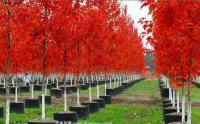 美國(guó)紅楓