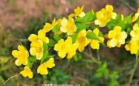 常見花灌木之(zhī)黃花棣棠