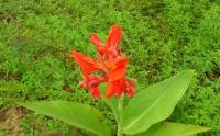 大(dà)花美人(rén)蕉