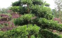 湖南羅漢松苗木基地(dì / de)