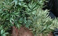 狹葉十大(dà)功勞白粉病