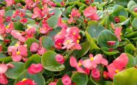 大(dà)花海棠