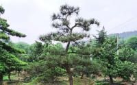 湖南哪裏有苗圃基地(dì / de)