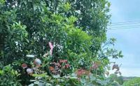 樹狀大(dà)花月季苗哪裏有賣？