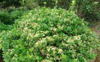 大(dà)葉黃楊采用什麽方法種植效果最好