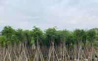 栾樹修剪的(de)3個(gè)小建議