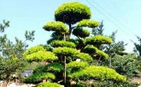 羅漢松樹苗的(de)種植方法
