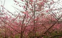 紅花臘梅大(dà)概多少錢一(yī / yì ／yí)棵