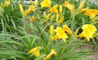 大(dà)花萱草