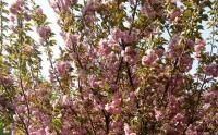 櫻花樹幾年可以(yǐ)開花