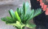 适合湖南生長的(de)花木有哪些？