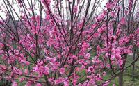 2017年2月紅梅價格-華南紅梅集中産區報表