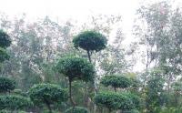 小葉女貞樹适合在(zài)東北種植嗎