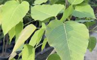 菩提樹在(zài)湖南可以(yǐ)種植嗎？