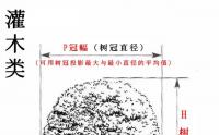 苗木D和(hé / huò)P是(shì)什麽意思