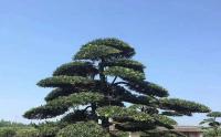 羅漢松可以(yǐ)種在(zài)庭院嗎