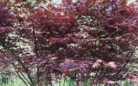 日本紅楓美國(guó)紅楓中國(guó)紅楓哪家紅