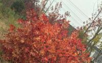 紅楓爲(wéi / wèi)啥有的(de)樹杆是(shì)紅色的(de)