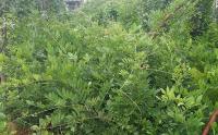 高溫環境是(shì)否适合種植紫藤花？