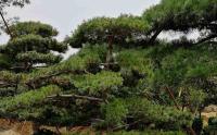 院子(zǐ)裏假山後面栽竹子(zǐ)好還是(shì)栽迎客松好？