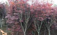 地(dì / de)栽日本紅楓樹根的(de)穿透力強嗎？