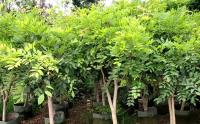 紫藤樓頂種要(yào / yāo)多大(dà)種植池？