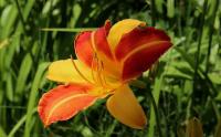 大(dà)花萱草一(yī / yì ／yí)年開幾次花？