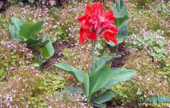 紅花美人(rén)蕉