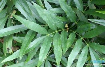 十大(dà)功勞小苗