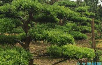 花木産業鋪就(jiù)鄉村振興路