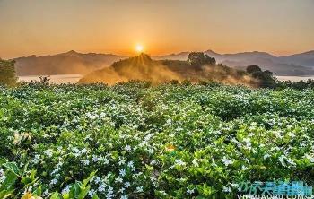 栀子(zǐ)花的(de)病蟲害防治