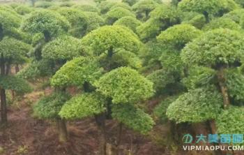 苗木的(de)規格一(yī / yì ／yí)般用什麽字母或者符号表示