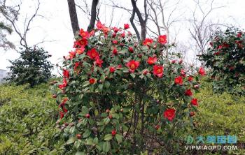 茶花冬季的(de)養護方式