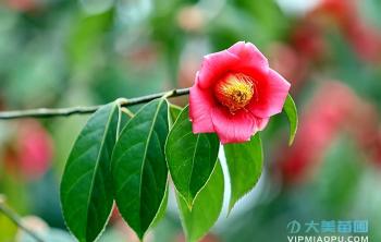 茶花病蟲害的(de)防治